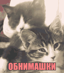 обнимашки котики котята мило любовь счастье GIF - Schastye Kotiki Koti GIFs