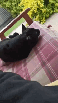 Weird Possession GIF - Weird Possession Black Cat GIFs