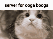 Server For Server GIF - Server For Server Server For Ooga Booga GIFs