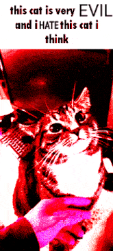 a picture of a cat with the words this cat is very evil and i hate this cat i think