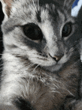 a close up of a cat 's face with a blurred background