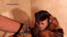 Floss Capuchin Monkey GIF - Floss Capuchin Monkey Monkeyboo GIFs