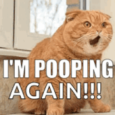 a cat is sitting on a counter and says i 'm pooping again !