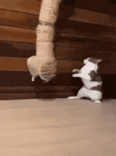 a cat is standing on its hind legs and playing with a toy .