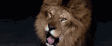 Cryptolion GIF - Cryptolion Lion GIFs