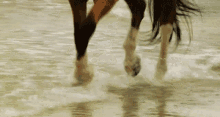 Horse Tuning GIF - Horse Tuning Running GIFs