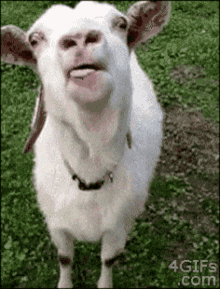 Goat Tongue Out GIF - Goat Tongue Out Tongue Wiggle GIFs