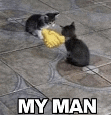 two kittens shaking hands on a tiled floor with the words `` my man '' below them .