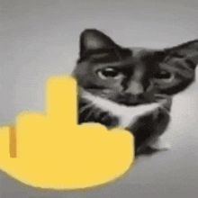 Cat Cat Meme GIF - Cat Cat Meme Goofy GIFs
