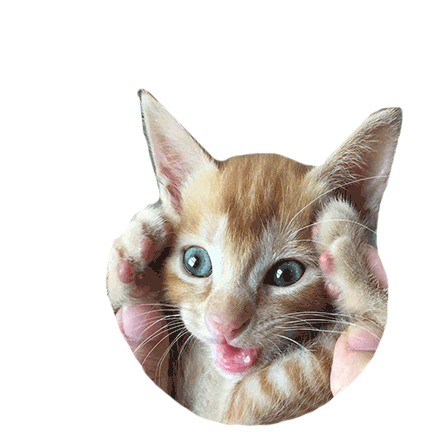 Cat Kitten Sticker - Cat Kitten Cute Stickers
