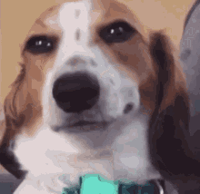 Cachorro Sorrindão Feliz Carrocho Malicioso GIF - Cachorro Sorrindão Feliz Carrocho Malicioso GIFs