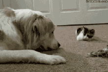 Cats Dogs GIF - Cats Dogs Kitten GIFs