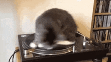 Catspin GIF