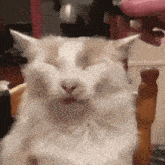 a close up of a cat sitting in a chair with its eyes closed