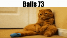 Balls Balls 73 GIF - Balls Balls 73 Cat GIFs