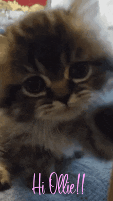 Ollie Cat GIF - Ollie Cat Hi GIFs