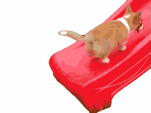 going up the slide the pet collective slipping cant go up corgi