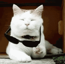 Deal With It Cat GIF - Deal With It Cat GIFs