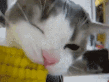 Cat Cat Eating Corn GIF