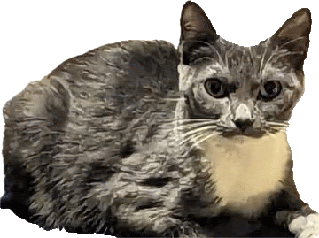 Cat Cat Meme Sticker - Cat Cat meme Eri - Discover & Share GIFs