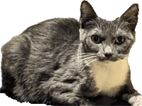 Cat Cat Meme Sticker - Cat Cat Meme Eri Stickers