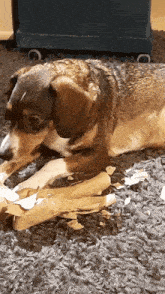 Was What Dog Hund Dogs Hunds Destroyed Kaputt Machen Frage Question GIF - Was What Dog Hund Dogs Hunds Destroyed Kaputt Machen Frage Question GIFs