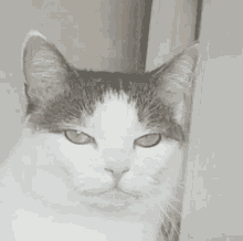 Angry Cat GIF - Angry Cat Borka GIFs