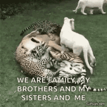 play time zoo family brothers and sisters
