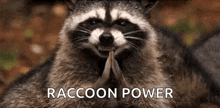 Raccoon Yes GIF - Raccoon Yes GIFs