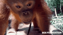 Orangutan GIF