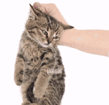 a person petting a kitten with the word umsis visible