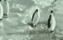 Slap Penguin GIF
