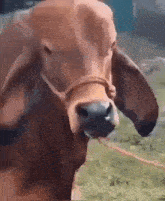 Skeptical Cow GIF
