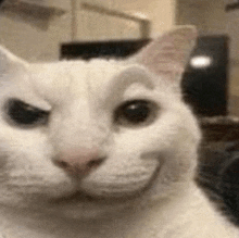 Smirk Cat GIF - Smirk Cat Meme GIFs