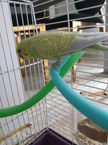 a green parakeet is perched on a green and blue ring in a cage