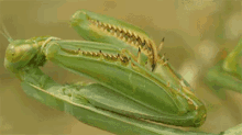 螳螂 觸角 昆蟲 GIF - Mantis Insect GIFs