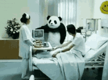 frustrated hospital angry panda kimontegif