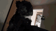 Tail Wag Poodle GIF - Tail Wag Poodle Dog GIFs