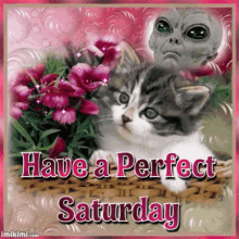 Have A Perfect Saturday! GIF
