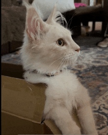 a white cat is sitting in a cardboard box and looking to the side