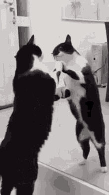 Cat Funny As Hell GIF - Cat Funny As Hell Cat Looking At Its Self GIFs
