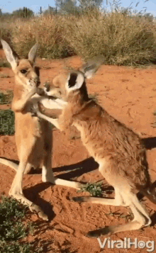 hold caress love miss you kangaroo