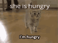 Animals Hungry GIF - Animals Hungry Cute GIFs