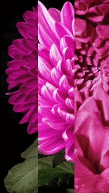 a close up of a pink flower with a green leaf