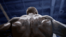 Muscles Gym Fit GIF