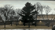 Lightning Tree GIF - Lightning Tree Miracle GIFs