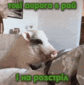 a pig is laying on a bed with the words " tobi dopora b pau " written on the bottom