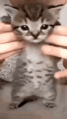 Dancing Kitty Dancing Cat GIF - Dancing Kitty Dancing Cat Dancing Kitten GIFs