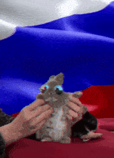 Rabbit Russia GIF - Rabbit Russia Russian Flag GIFs