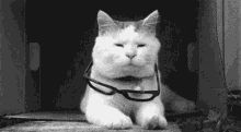 Deal With It Cat GIF